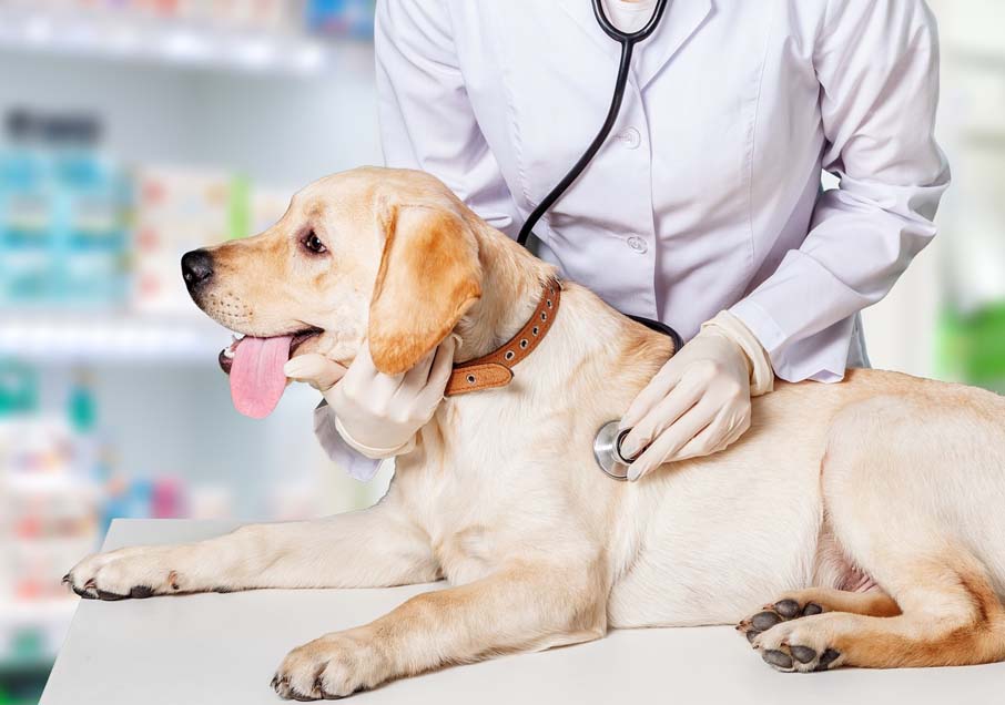 veterinärundersökning av gul labrador