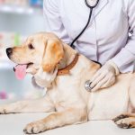 veterinärundersökning av gul labrador