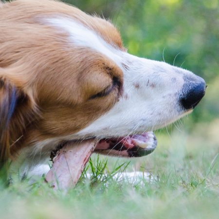 Naturlig aktivering – Berikning för hund