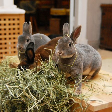 Kan kaniner äta …? Kurs i kaninfoder